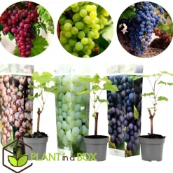 Plant in a Box Druivenplant - Set van 3 - Vitis vinifera - Hoogte 25-40cm - ⌀9cm