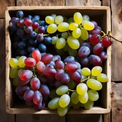 Plant in a Box Druivenplant - Set van 3 - Vitis vinifera - Hoogte 25-40cm - ⌀9cm