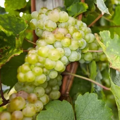 Plant in a Box Druivenplant - Set van 3 - Vitis vinifera - Hoogte 25-40cm - ⌀9cm