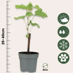 Plant in a Box Druivenplant - Set van 3 - Vitis vinifera - Hoogte 25-40cm - ⌀9cm