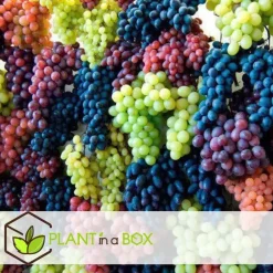 Plant in a Box Druivenplant - Set van 3 - Vitis vinifera - Hoogte 25-40cm - ⌀9cm