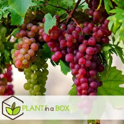 Plant in a Box Druivenplant - Set van 3 - Vitis vinifera - Hoogte 25-40cm - ⌀9cm