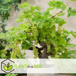 Plant in a Box Druivenplant - Set van 3 - Vitis vinifera - Hoogte 25-40cm - ⌀9cm
