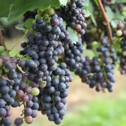 Plant in a Box Druivenplant - Set van 3 - Vitis vinifera - Hoogte 25-40cm - ⌀9cm