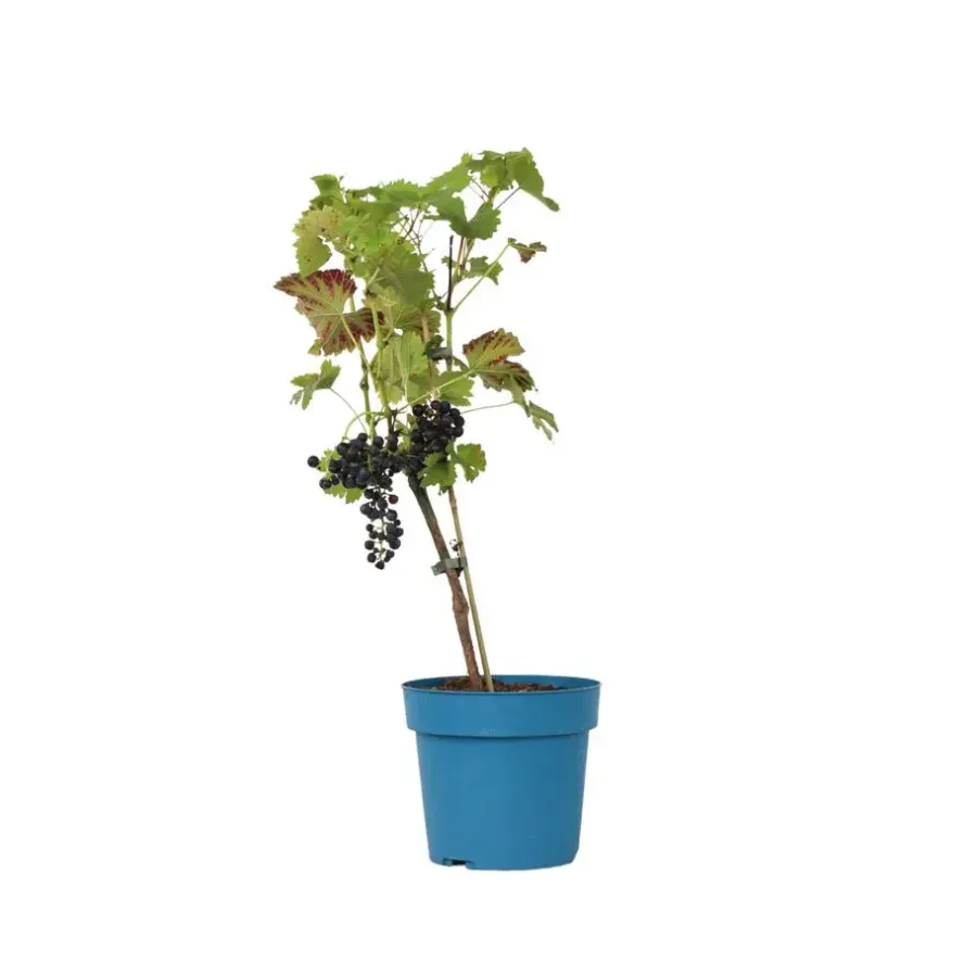 Plant in a Box Druivenplant - Vitis vinifera ‘Nero’ - Hoogte 60-75cm - ⌀21cm