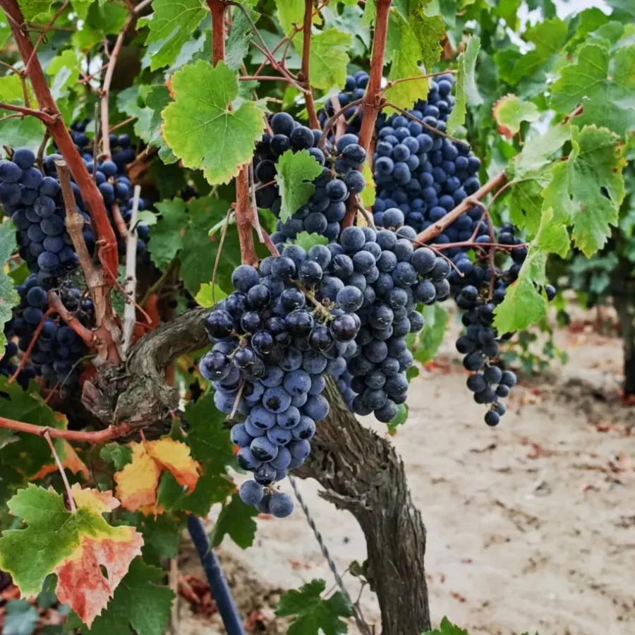 Plant in a Box Druivenplant - Vitis vinifera ‘Nero’ - Hoogte 60-75cm - ⌀21cm
