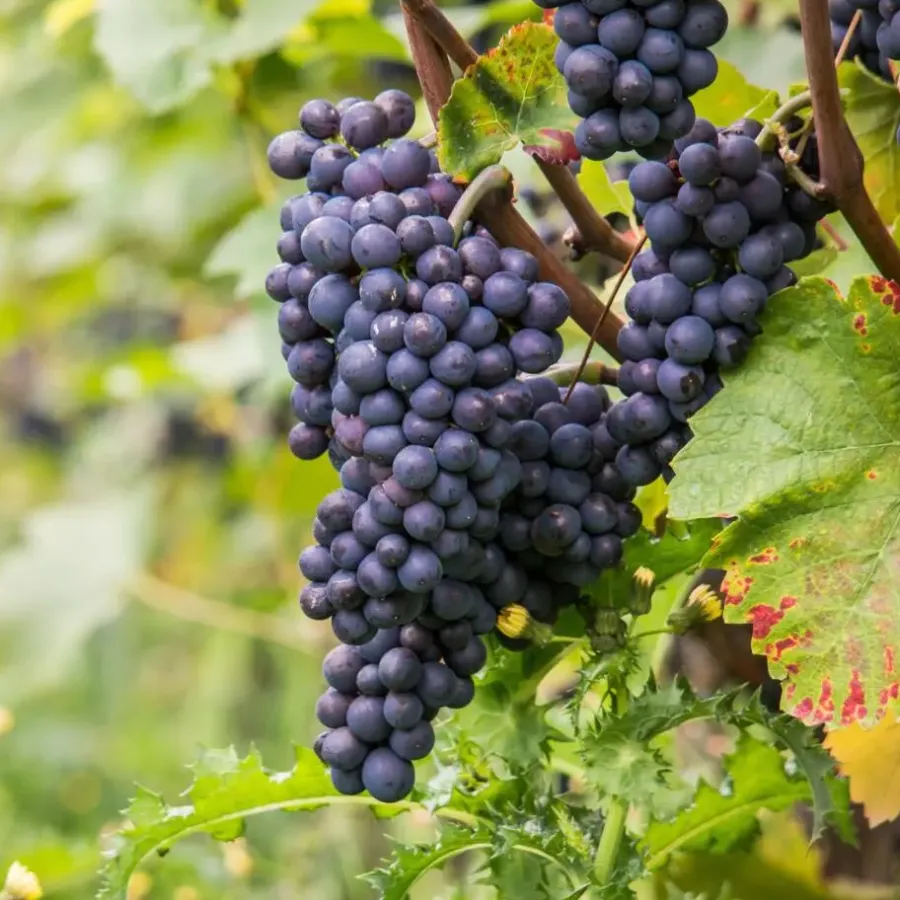 Plant in a Box Druivenplant - Vitis vinifera ‘Nero’ - Hoogte 60-75cm - ⌀21cm