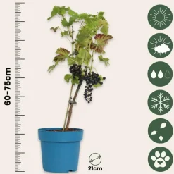 Plant in a Box Druivenplant - Vitis vinifera ‘Nero’ - Hoogte 60-75cm - ⌀21cm