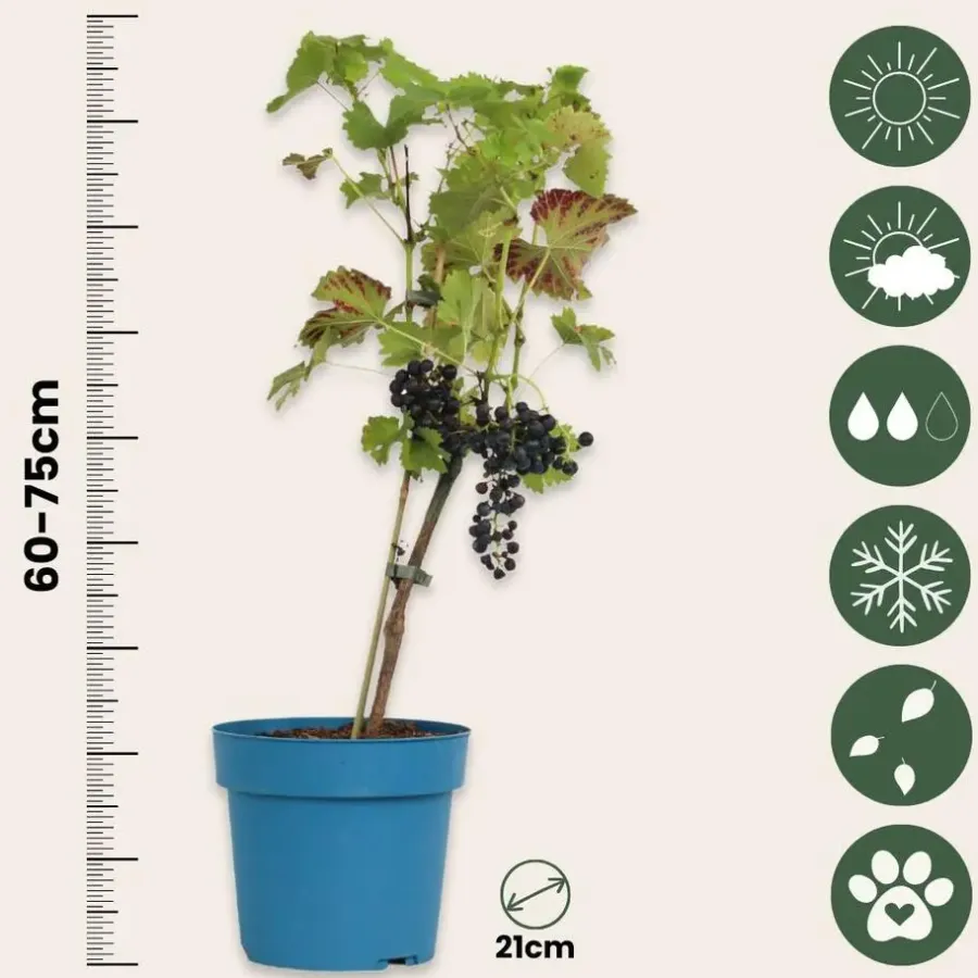 Plant in a Box Druivenplant - Vitis vinifera ‘Nero’ - Hoogte 60-75cm - ⌀21cm