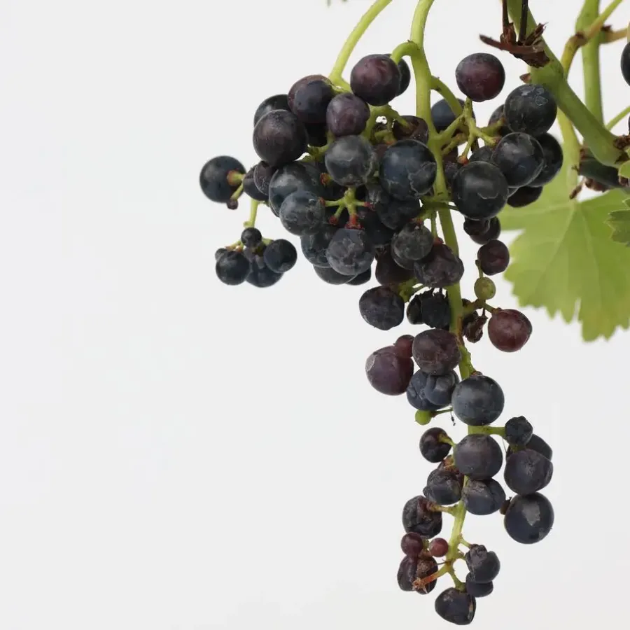 Plant in a Box Druivenplant - Vitis vinifera ‘Nero’ - Hoogte 60-75cm - ⌀21cm