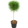 Plant in a Box Dwergden - Pinus 'Summer Breeze' - Hoogte 70-80cm - ⌀24cm