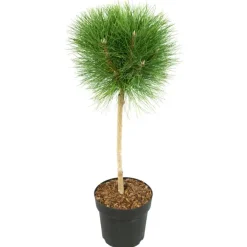 Plant in a Box Dwergden - Pinus 'Summer Breeze' - Hoogte 70-80cm - ⌀24cm