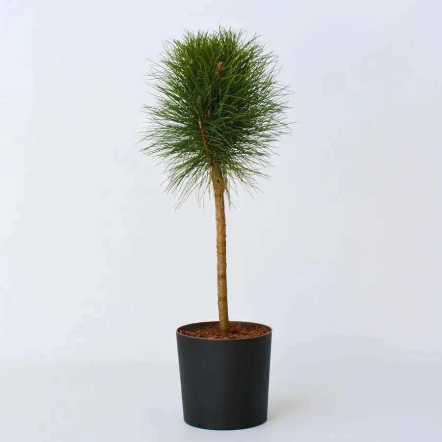 Plant in a Box Dwergden - Pinus 'Summer Breeze' - Hoogte 70-80cm - ⌀24cm