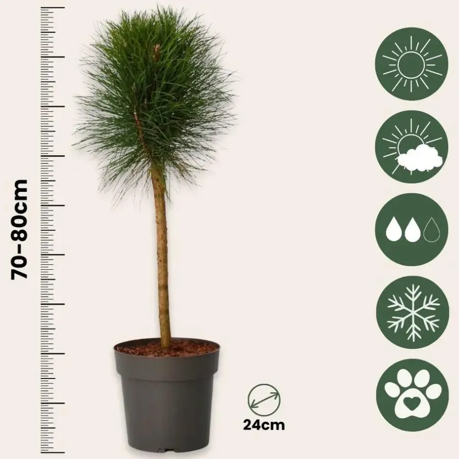 Plant in a Box Dwergden - Pinus 'Summer Breeze' - Hoogte 70-80cm - ⌀24cm
