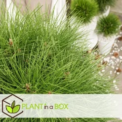 Plant in a Box Dwergden - Pinus 'Summer Breeze' - Hoogte 70-80cm - ⌀24cm
