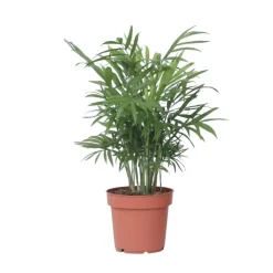Plant in a Box Dwergpalm - Chamaedorea elegans - Hoogte 30-40cm - ⌀12cm