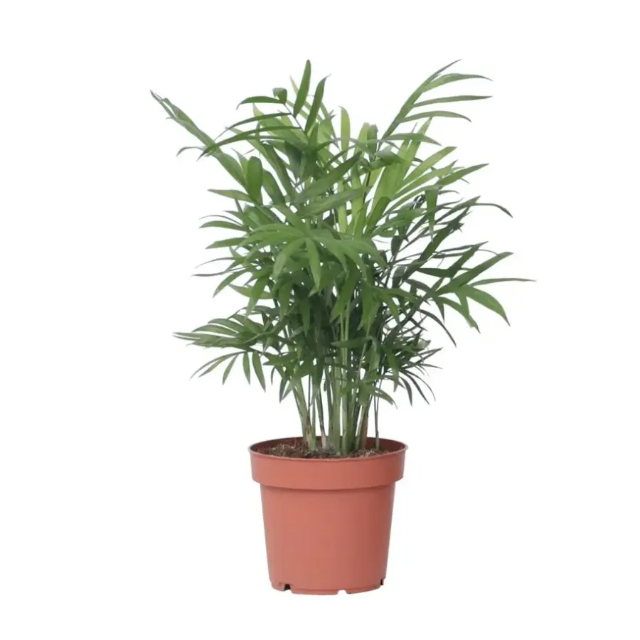 Plant in a Box Dwergpalm - Chamaedorea elegans - Hoogte 30-40cm - ⌀12cm