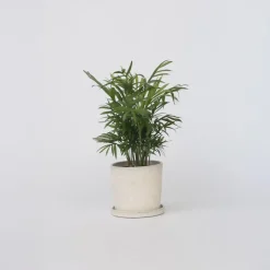 Plant in a Box Dwergpalm - Chamaedorea elegans - Hoogte 30-40cm - ⌀12cm