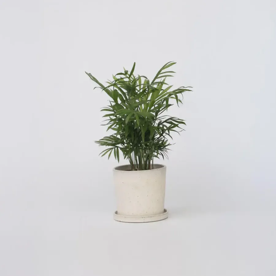 Plant in a Box Dwergpalm - Chamaedorea elegans - Hoogte 30-40cm - ⌀12cm
