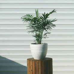 Plant in a Box Dwergpalm - Chamaedorea elegans - Hoogte 30-40cm - ⌀12cm