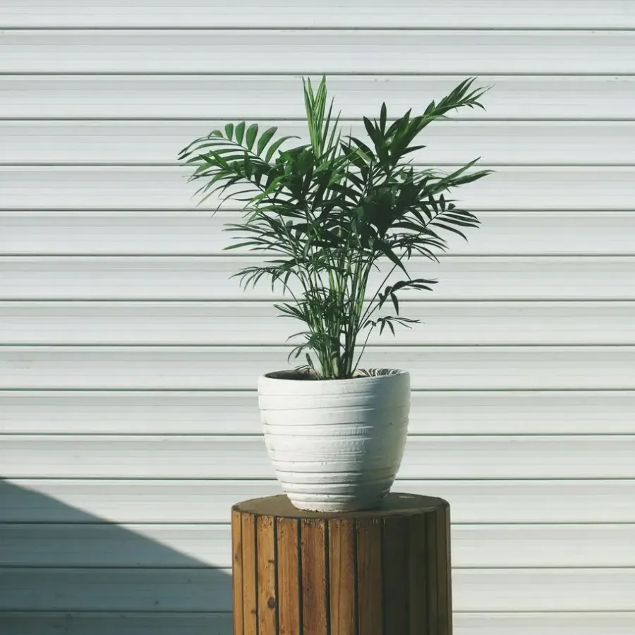 Plant in a Box Dwergpalm - Chamaedorea elegans - Hoogte 30-40cm - ⌀12cm