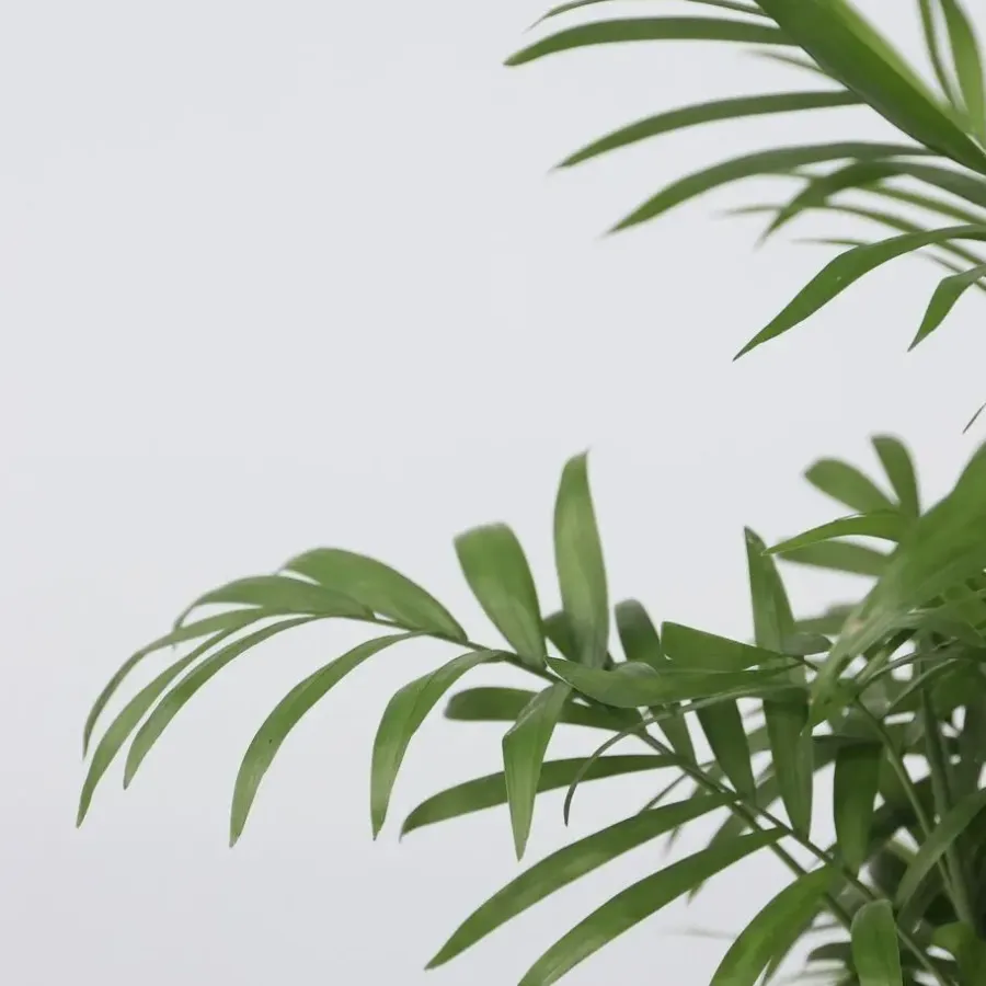 Plant in a Box Dwergpalm - Chamaedorea elegans - Hoogte 30-40cm - ⌀12cm