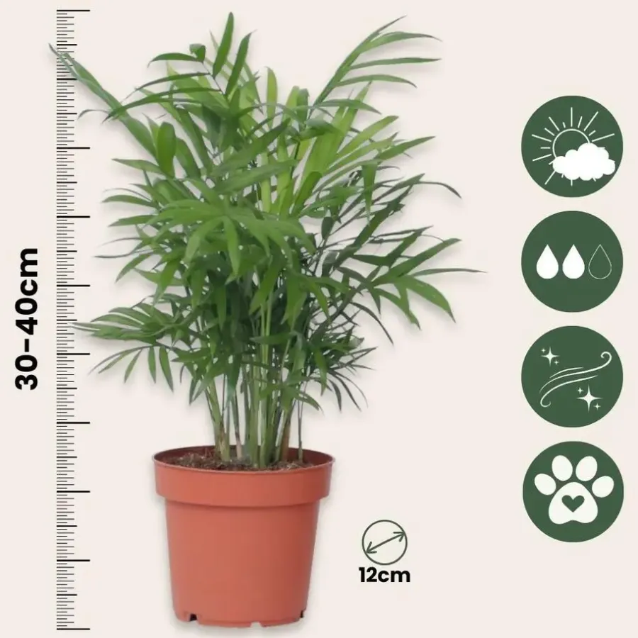 Plant in a Box Dwergpalm - Chamaedorea elegans - Hoogte 30-40cm - ⌀12cm