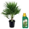 Plant in a Box Dwergpalm - Chamaerops humilis - Hoogte 70-80cm - ⌀21cm