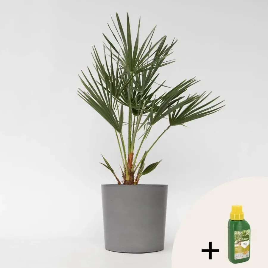 Plant in a Box Dwergpalm - Chamaerops humilis - Hoogte 70-80cm - ⌀21cm