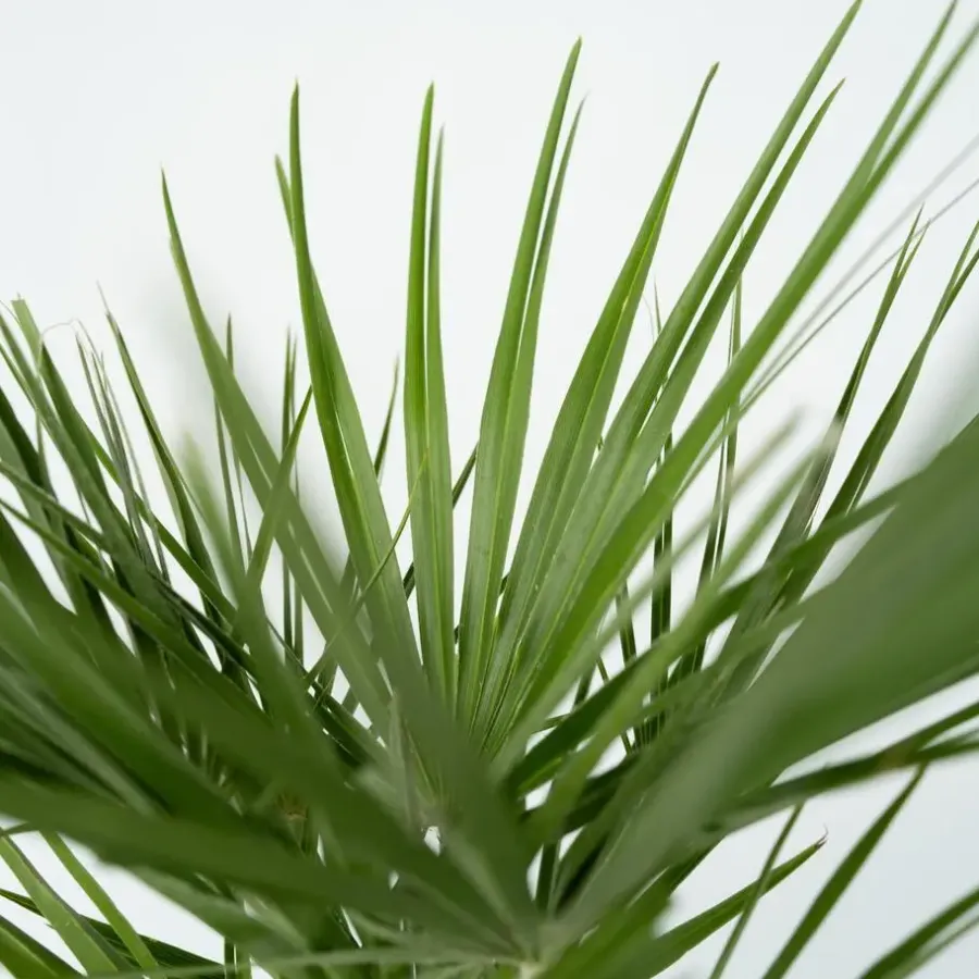 Plant in a Box Dwergpalm - Chamaerops humilis - Hoogte 70-80cm - ⌀21cm