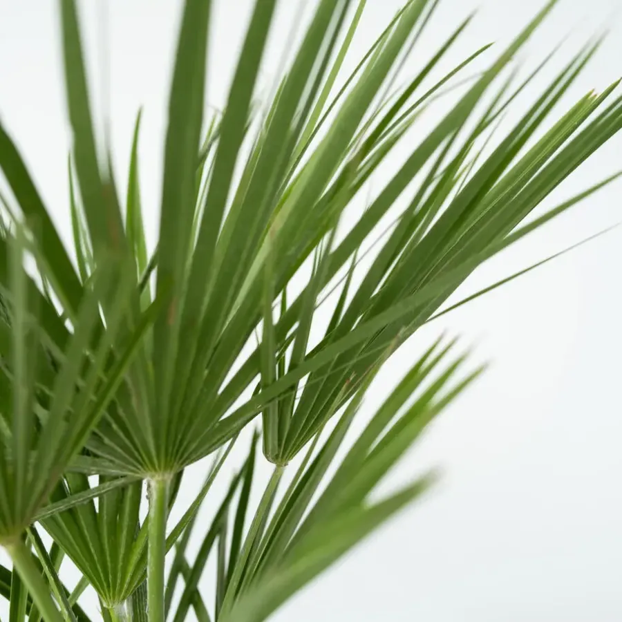 Plant in a Box Dwergpalm - Chamaerops humilis - Hoogte 70-80cm - ⌀21cm