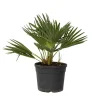 Plant in a Box Dwergpalm - Chamaerops 'Vulcano' - Hoogte 35-45cm - ⌀19cm