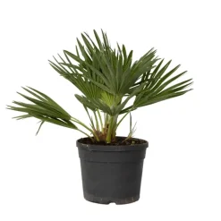 Plant in a Box Dwergpalm - Chamaerops 'Vulcano' - Hoogte 35-45cm - ⌀19cm