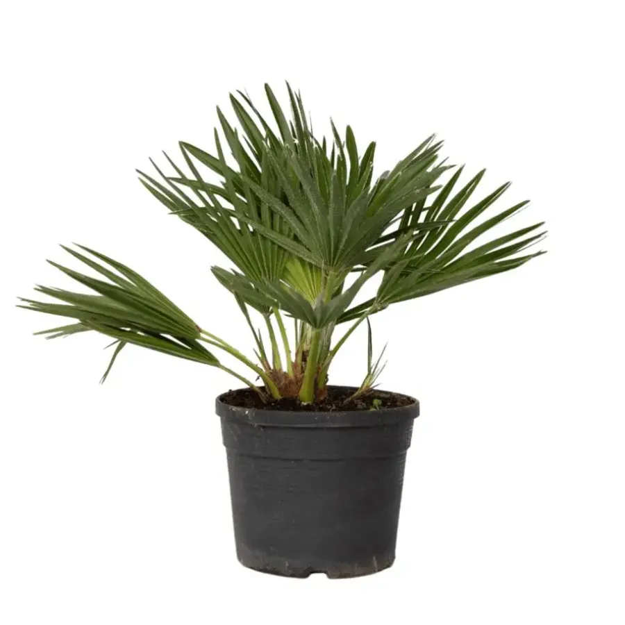 Plant in a Box Dwergpalm - Chamaerops 'Vulcano' - Hoogte 35-45cm - ⌀19cm