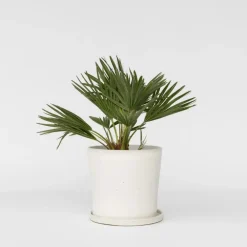 Plant in a Box Dwergpalm - Chamaerops 'Vulcano' - Hoogte 35-45cm - ⌀19cm