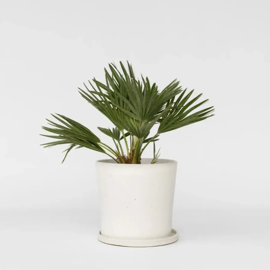 Plant in a Box Dwergpalm - Chamaerops 'Vulcano' - Hoogte 35-45cm - ⌀19cm