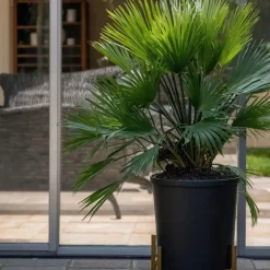 Plant in a Box Dwergpalm - Chamaerops 'Vulcano' - Hoogte 35-45cm - ⌀19cm