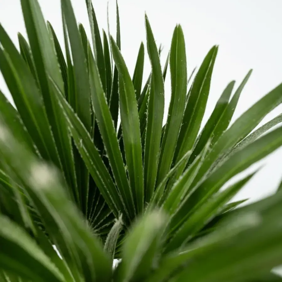 Plant in a Box Dwergpalm - Chamaerops 'Vulcano' - Hoogte 35-45cm - ⌀19cm