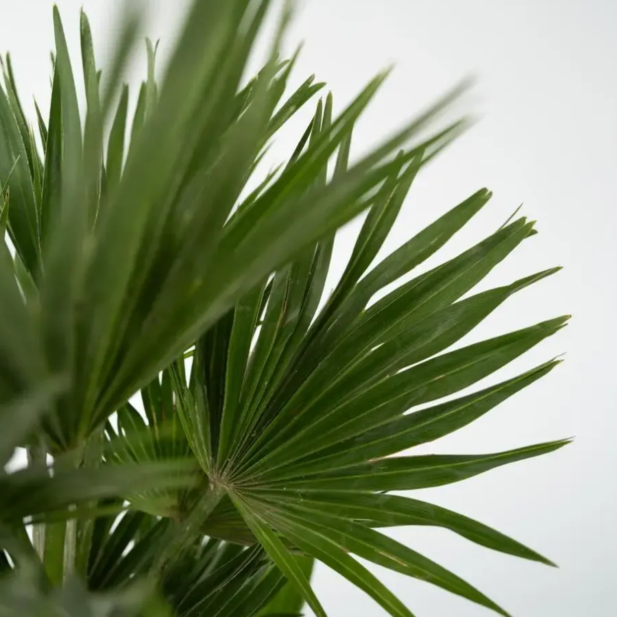 Plant in a Box Dwergpalm - Chamaerops 'Vulcano' - Hoogte 35-45cm - ⌀19cm
