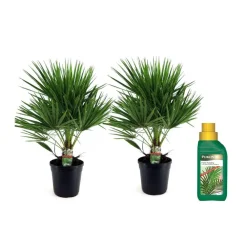Plant in a Box Dwergpalm - Set van 2 - Chamaerops humilis - Hoogte 70-80cm - ⌀21cm