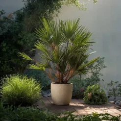 Plant in a Box Dwergpalm - Set van 2 - Chamaerops humilis - Hoogte 70-80cm - ⌀21cm