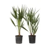 Plant in a Box Dwergpalm - Set van 2 - Chamaerops humilis - Hoogte 50-60cm - ⌀15cm