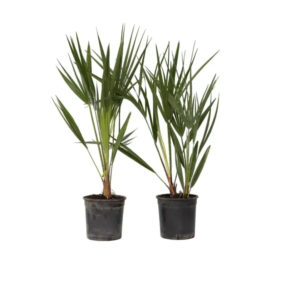Plant in a Box Dwergpalm - Set van 2 - Chamaerops humilis - Hoogte 50-60cm - ⌀15cm