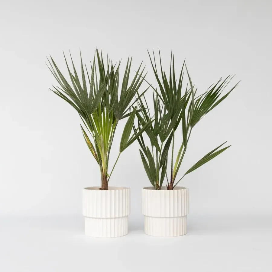 Plant in a Box Dwergpalm - Set van 2 - Chamaerops humilis - Hoogte 50-60cm - ⌀15cm