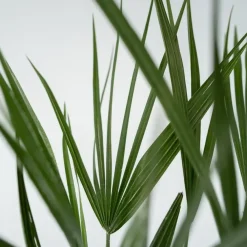 Plant in a Box Dwergpalm - Set van 2 - Chamaerops humilis - Hoogte 50-60cm - ⌀15cm