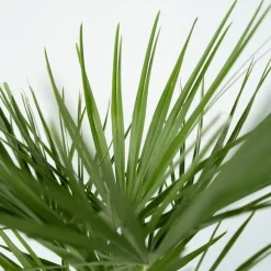 Plant in a Box Dwergpalm - Set van 2 - Chamaerops humilis - Hoogte 50-60cm - ⌀15cm