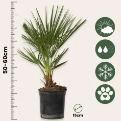 Plant in a Box Dwergpalm - Set van 2 - Chamaerops humilis - Hoogte 50-60cm - ⌀15cm