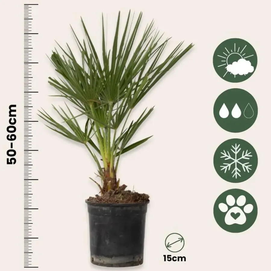 Plant in a Box Dwergpalm - Set van 2 - Chamaerops humilis - Hoogte 50-60cm - ⌀15cm