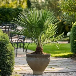 Plant in a Box Dwergpalm - Set van 2 - Chamaerops humilis - Hoogte 50-60cm - ⌀15cm