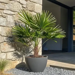 Plant in a Box Dwergpalm - Set van 2 - Chamaerops humilis - Hoogte 50-60cm - ⌀15cm